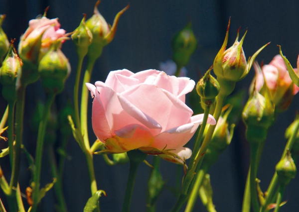 Cette quinzaine à la Communauté des chrétiens du Bas-Rhin